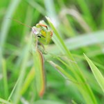 macro